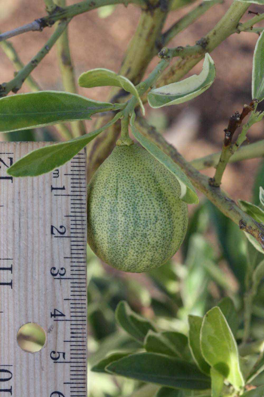              Immature fruit (Riverside, CA)       